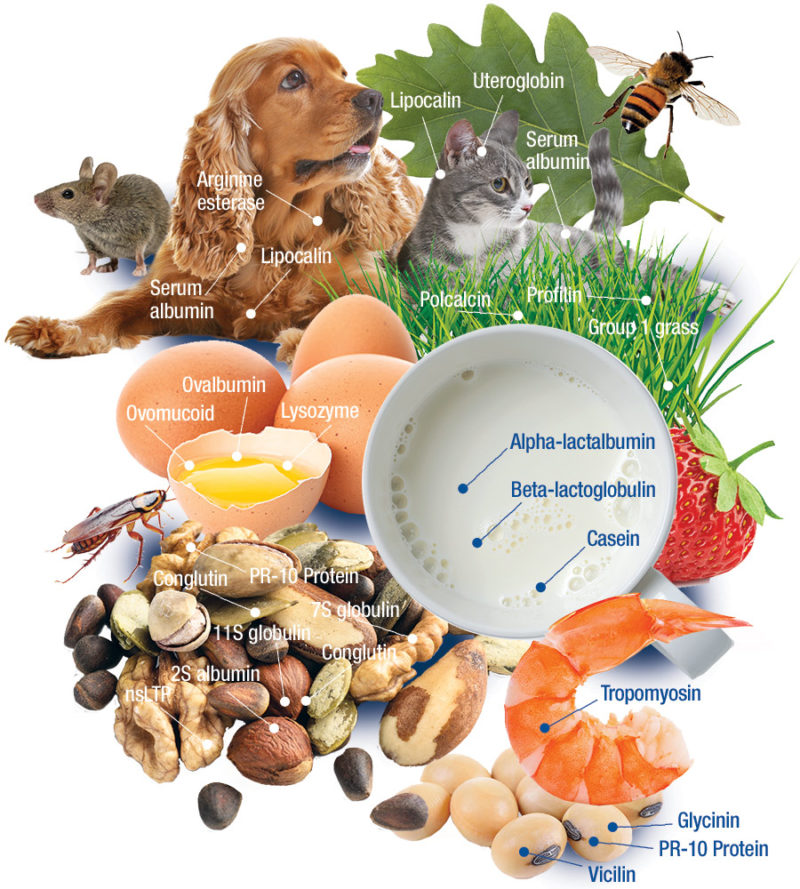 New! Precise Allergy Testing at Ayass BioScience! » Laboratory Testing