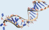 CTLA4-ABS-Small