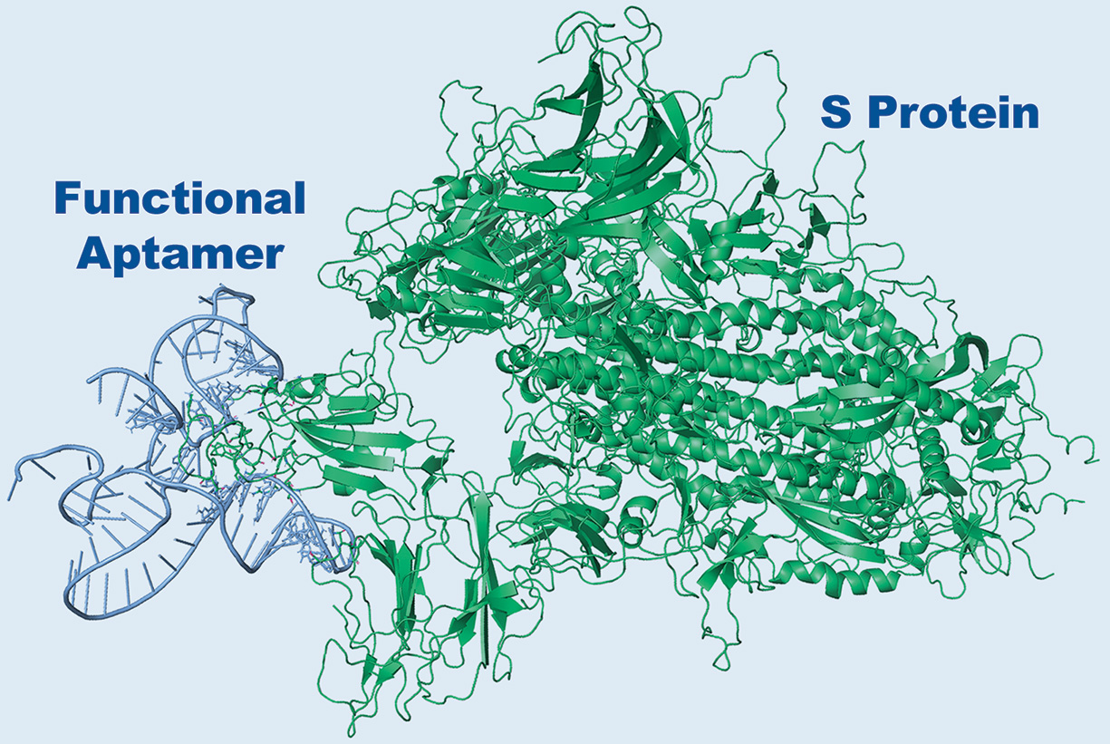 S-Protein-Aptamer-with-Protein-ABS